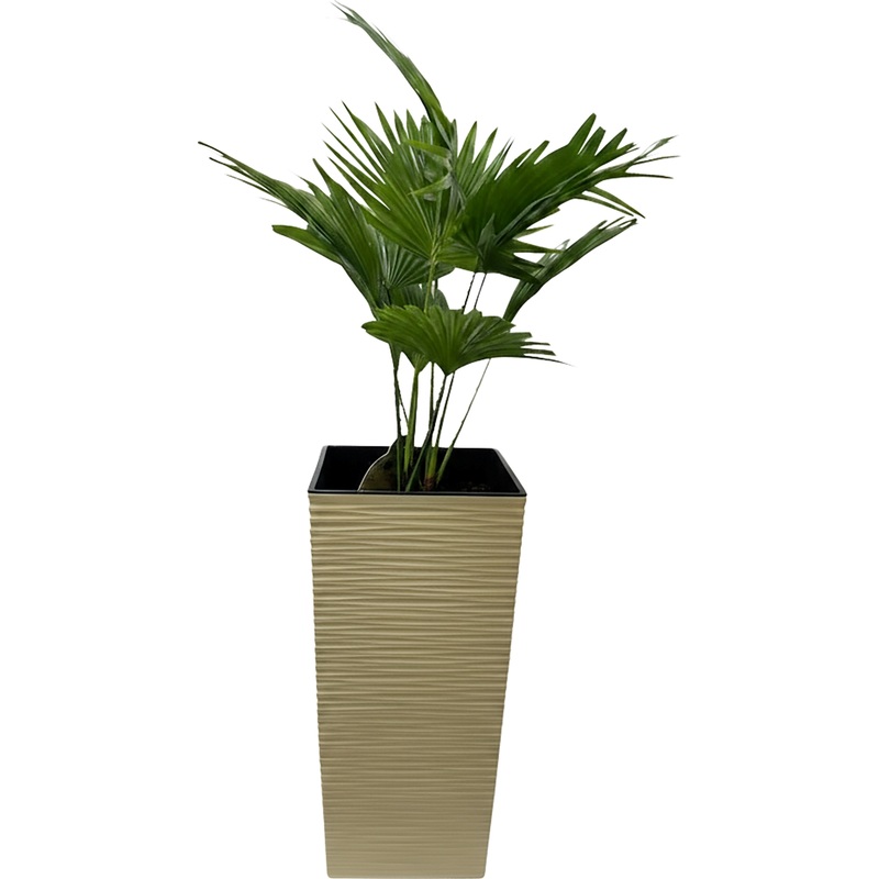 Изображение товара Растение Ливистона Ротундифолия 70 см в кашпо (РС111-фк)