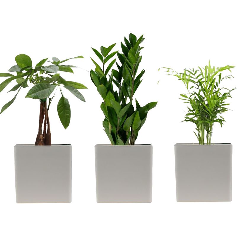 Изображение товара Набор растений Замиокулькас, Пахира, Хамедорея Элеганс (3 шт.)