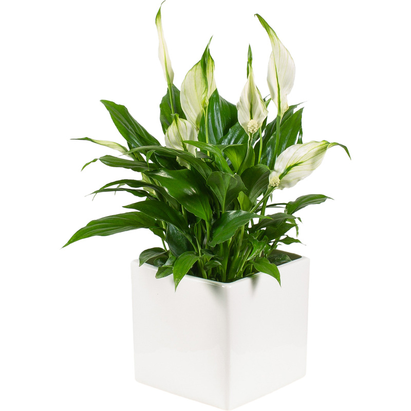 Изображение товара Растение Спатифиллум Шопен 25 см в кашпо (РС119ОБ)