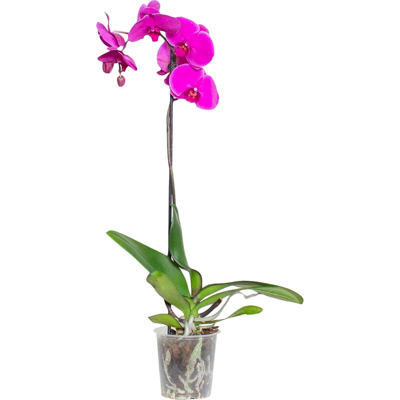 Изображение товара Растение Орхидея Фаленопсис 60 см в технологическом горшке D12 см (РС00002)