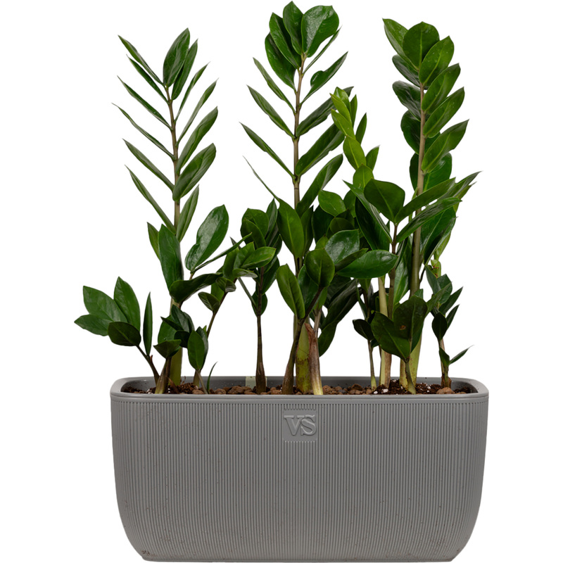 Изображение товара Замиокулькас 30 см в кашпо 3 шт. декоративное комнатное растение