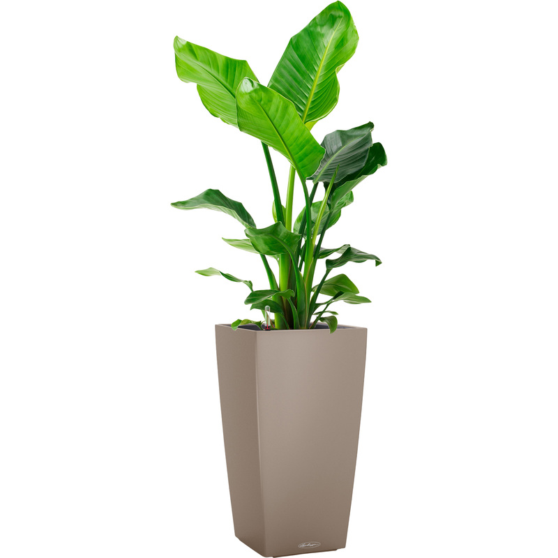 Изображение товара Растение стрелиция Николай 100 см в кашпо Lechuza с автополивом