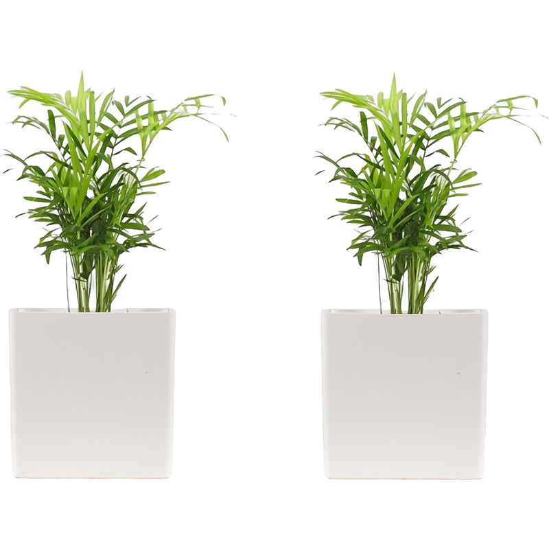 Изображение товара Набор растений Хамедорея Элеганс (2 штуки в упаковке, РС41ОБ-2)