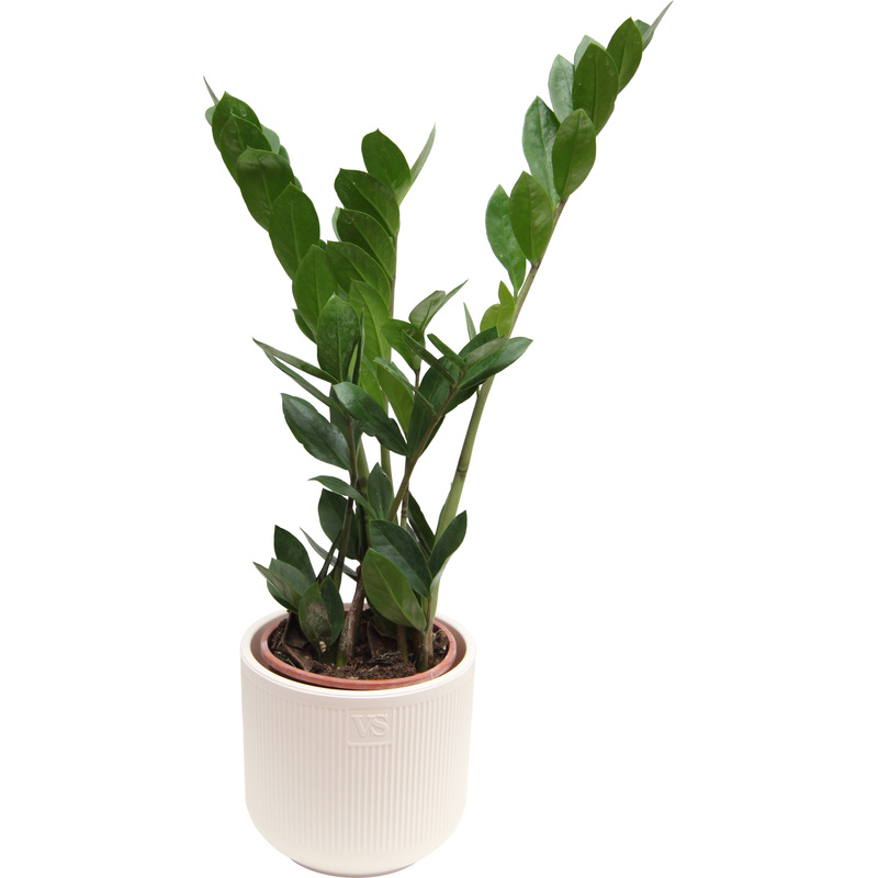 Изображение товара Растение Замиокулькас 30 см в кашпо D14. 5 см - декоративно-лиственное растение для интерьера