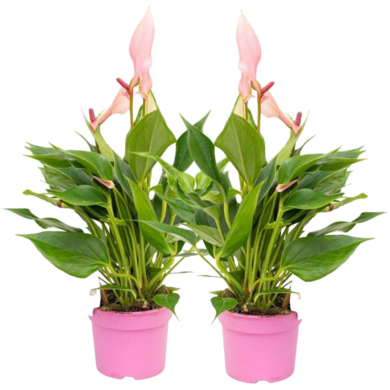 Изображение товара Набор растений Антуриум Лили 2 шт в упаковке для интерьера
