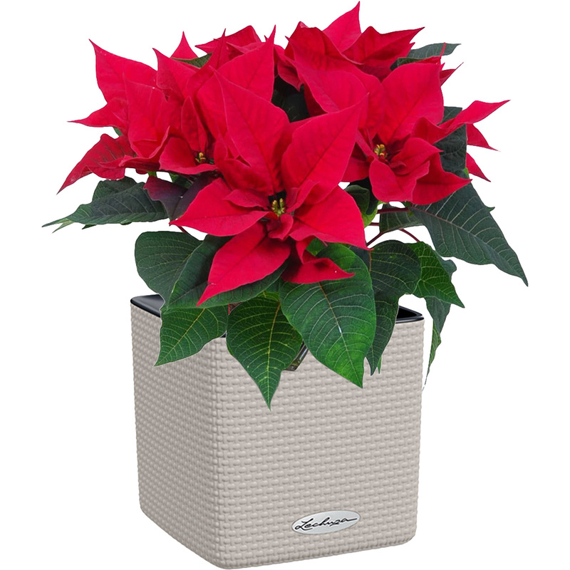 Изображение товара Растение Пуансеттия 40 см в песочно-коричневом кашпо Lechuza с автополивом