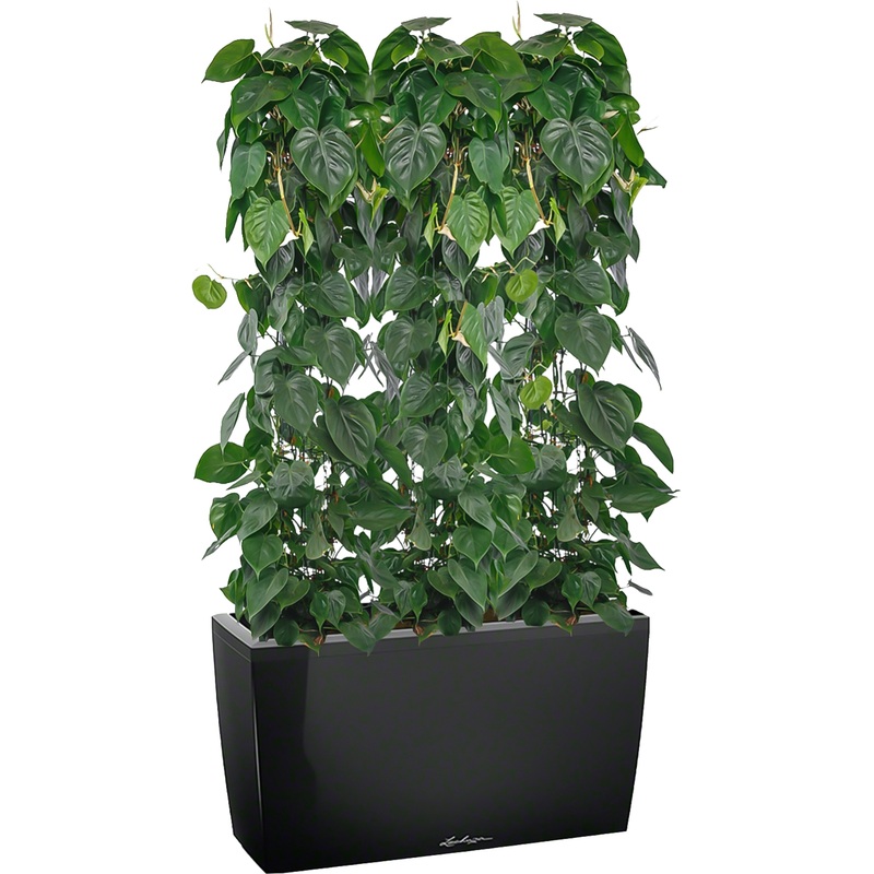 Изображение товара Филодендрон Сканденс 120 см в чёрном кашпо с автополивом Lichuza