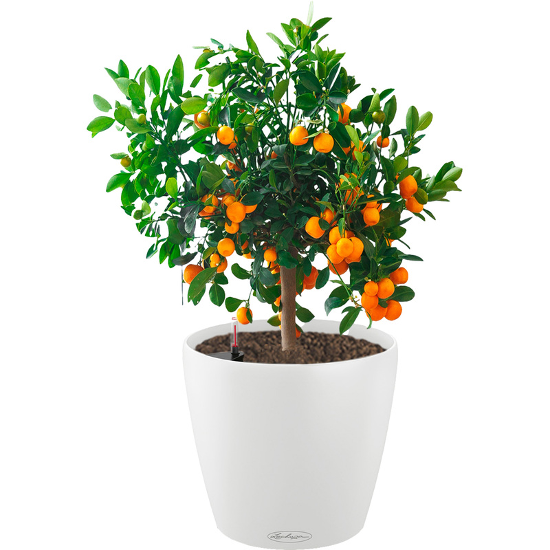 Изображение товара Растение Цитрус Каламондин 60 см в белом кашпо Lechuza D21 см с автополивом