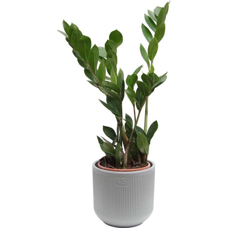 Изображение товара Растение Замиокулькас 30 см в кашпо D14.5 см вечнозеленое многолетнее