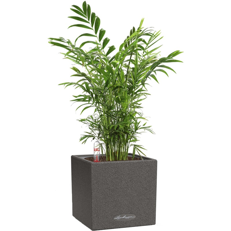 Изображение товара Растение хамедорея 35 см в кашпо с автополивом Lechuza