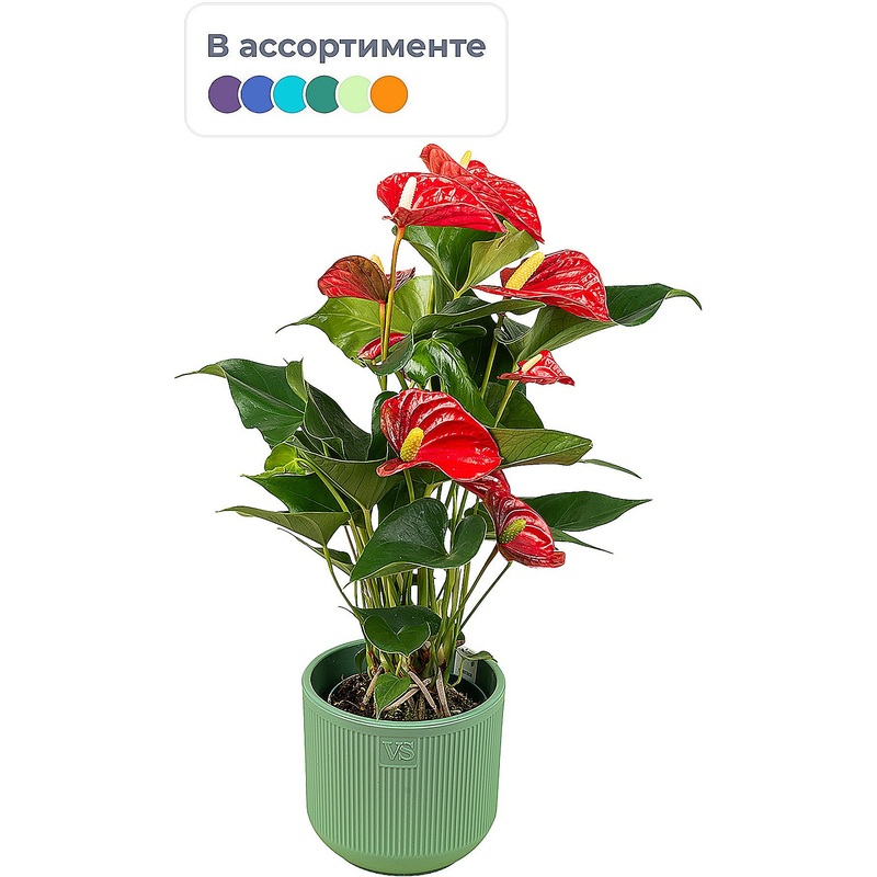 Изображение товара Растение Антуриум Андреанум 30 см в кашпо D14.5 см Теплолюбивое