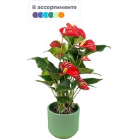 Растение Антуриум Андреанум 30 см в кашпо D14.5 см (РС00016.01)